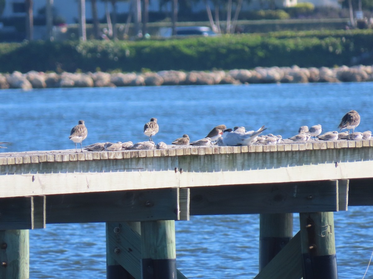 Txirri zuria - ML645601857