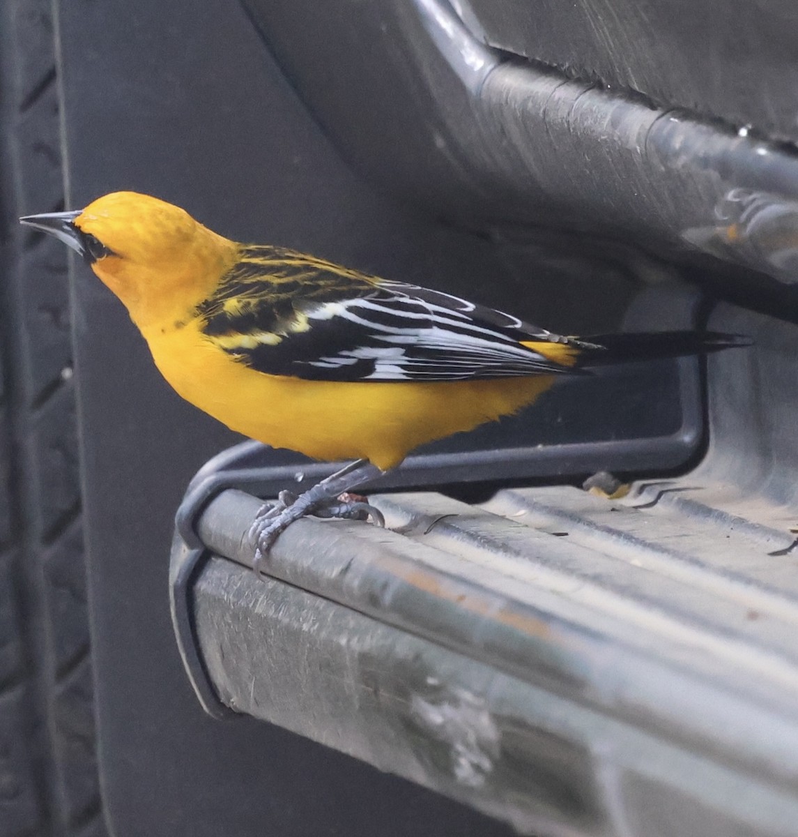 Streak-backed Oriole - ML645601859