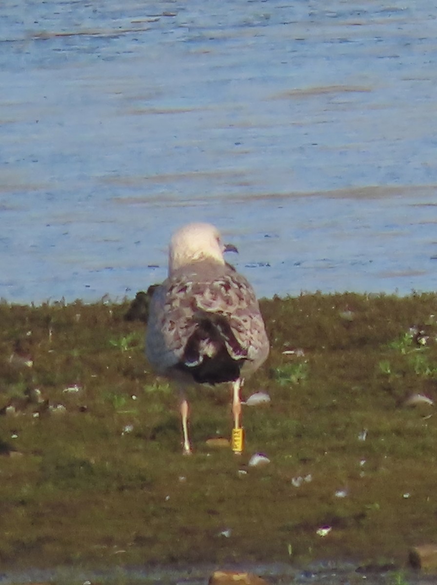 racek bělohlavý - ML645601869