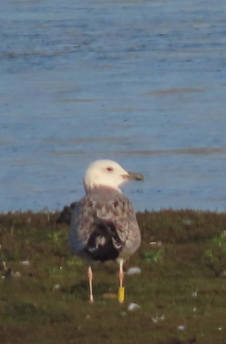 racek bělohlavý - ML645601870