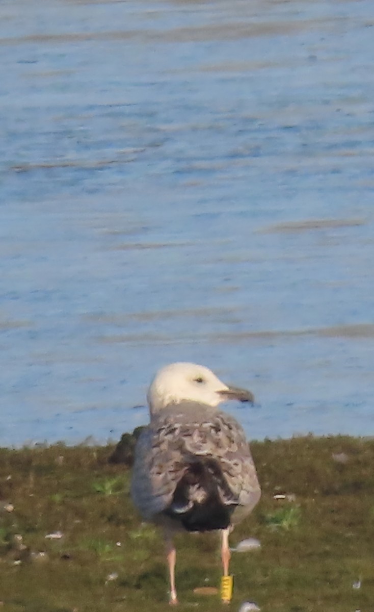 racek bělohlavý - ML645601871