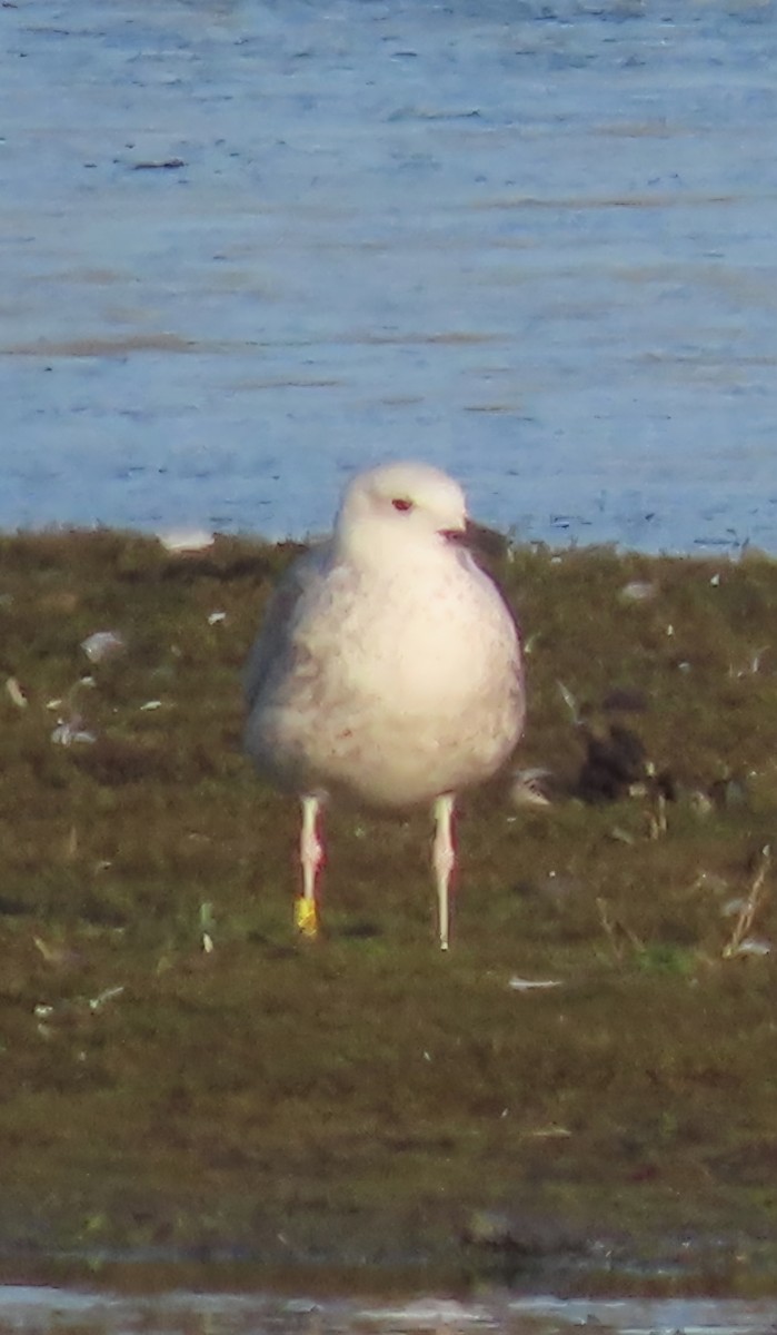 racek bělohlavý - ML645601872