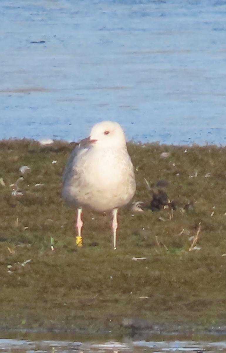 racek bělohlavý - ML645601873