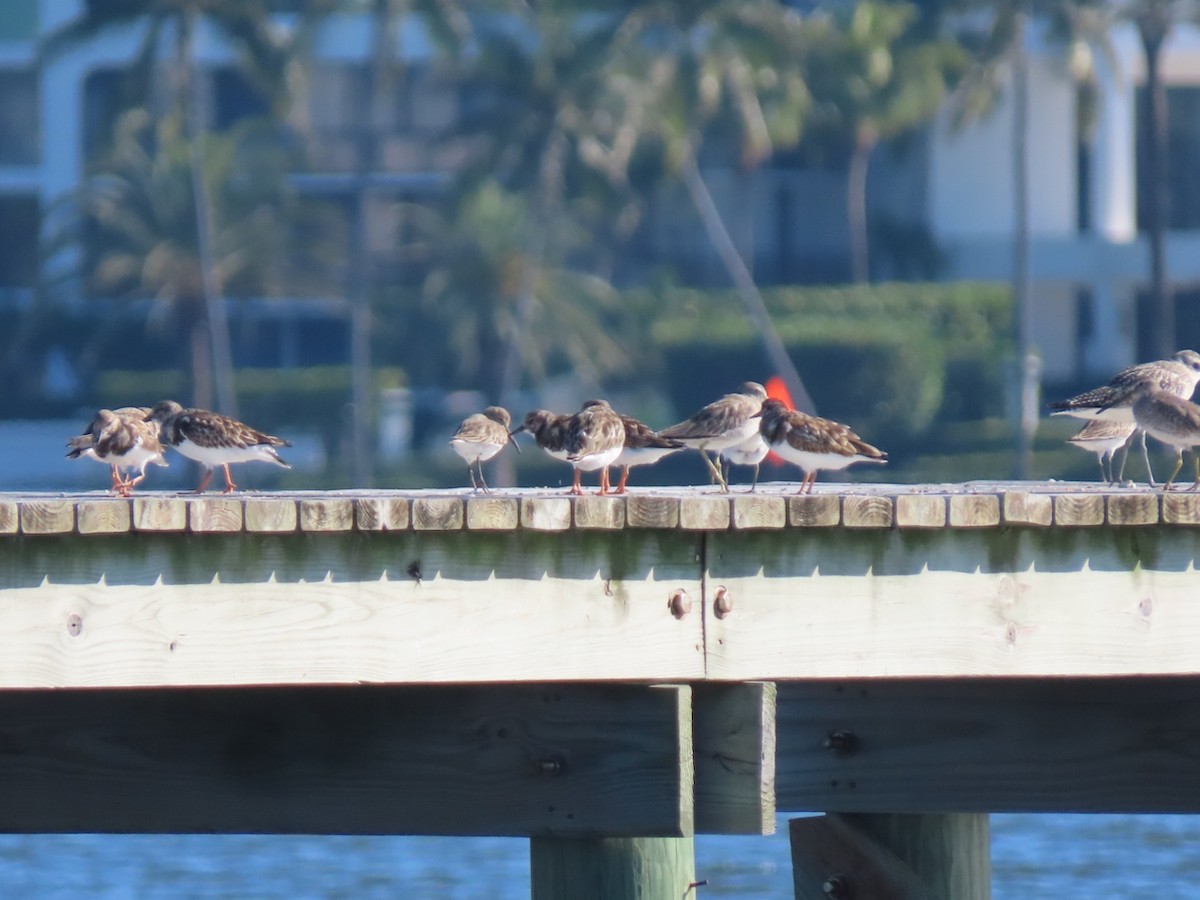 jespák obecný - ML645601874