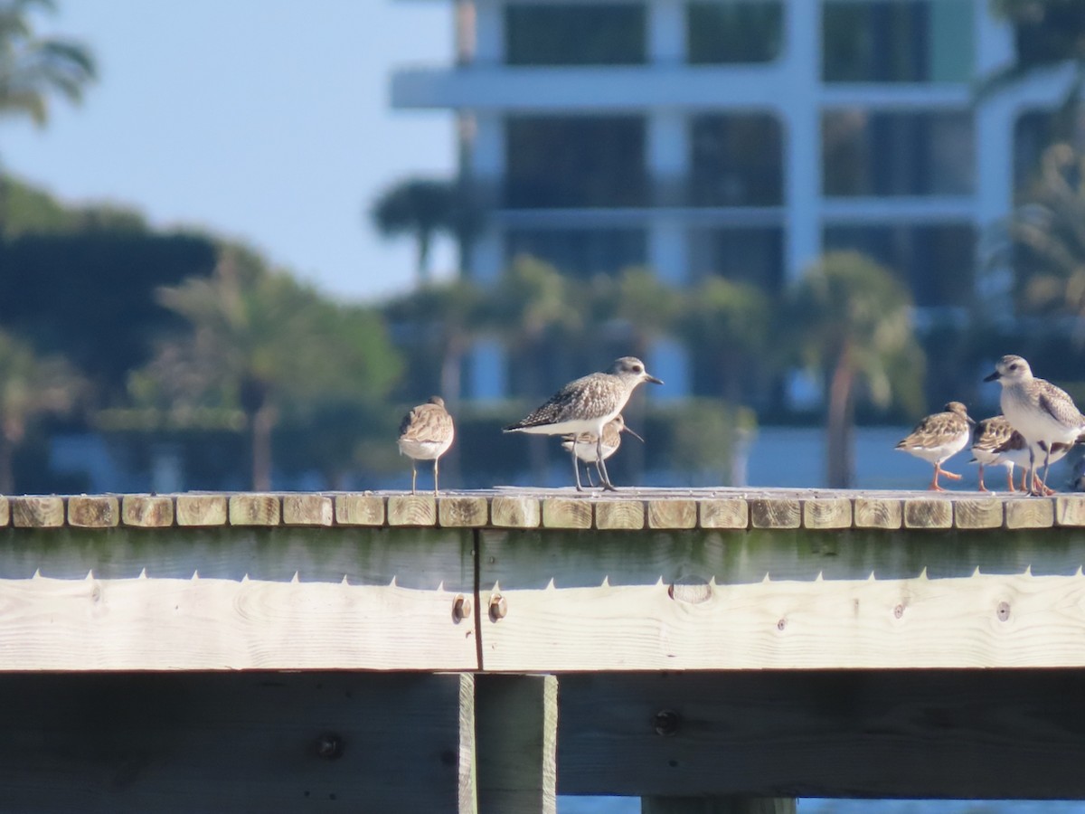 jespák obecný - ML645601876