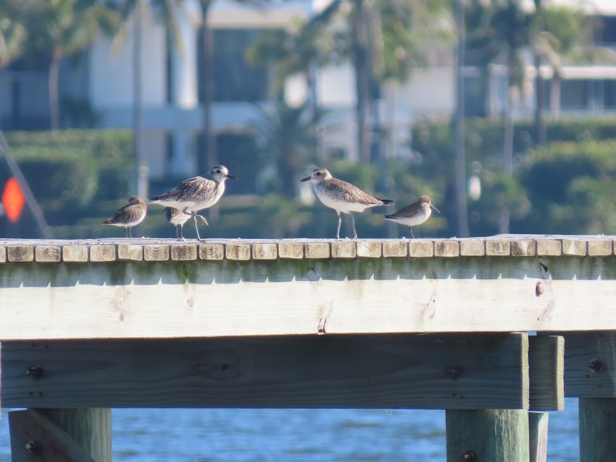 jespák obecný - ML645601878