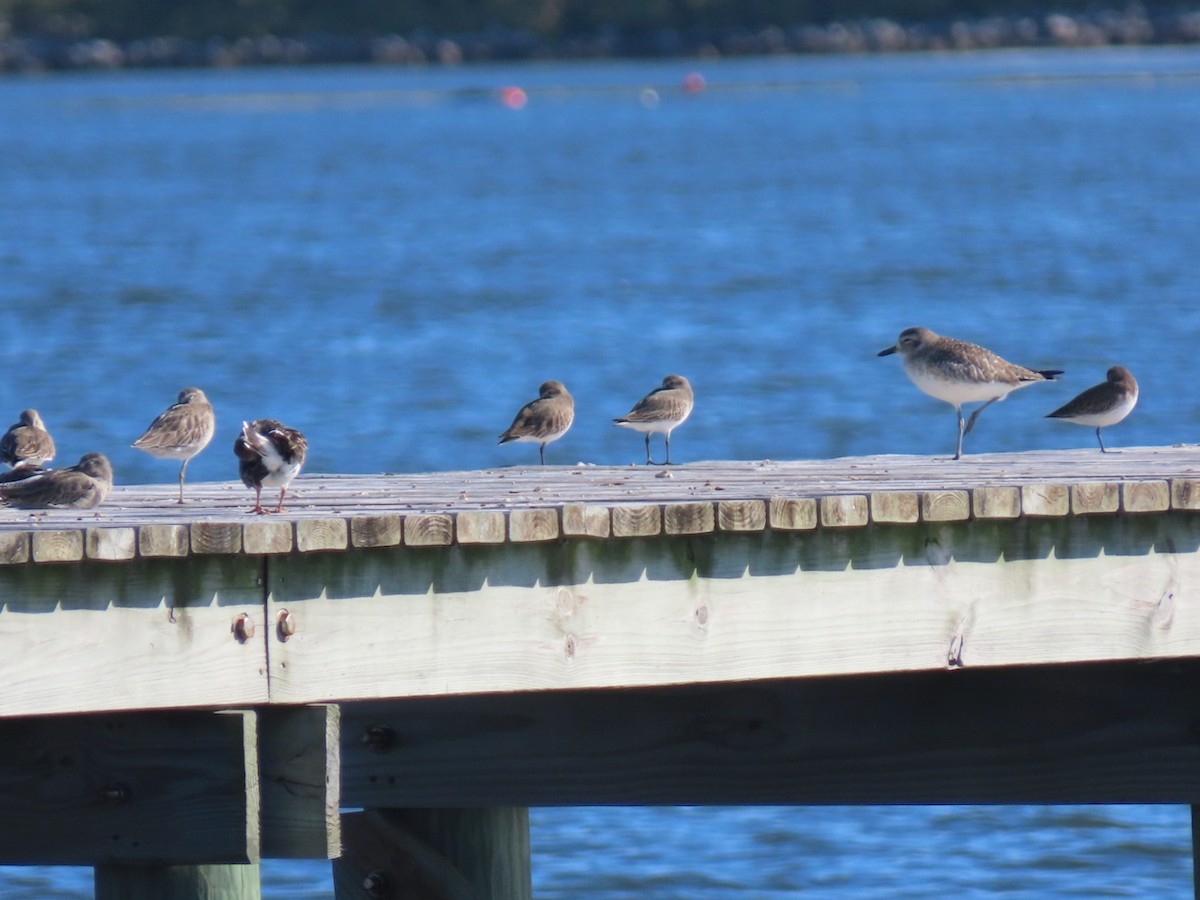 jespák obecný - ML645601879