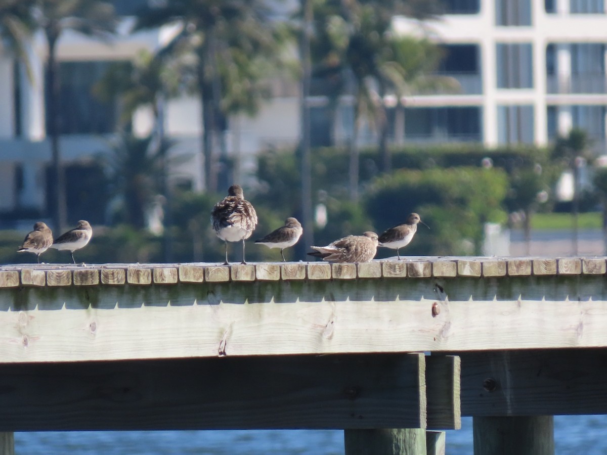 jespák obecný - ML645601880