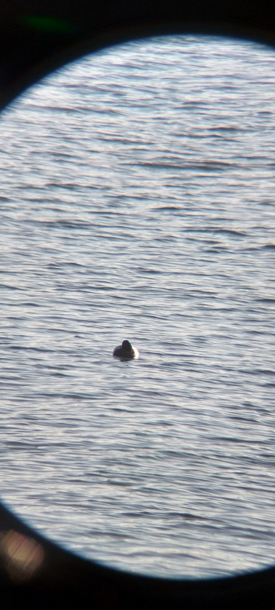 polák vlnkovaný - ML645601895