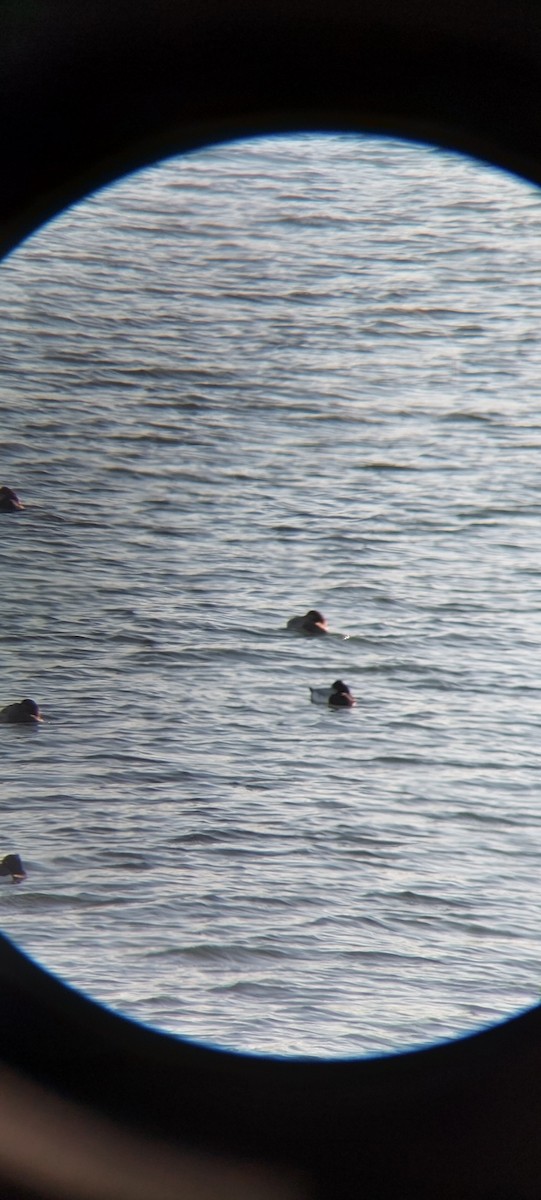 polák vlnkovaný - ML645601896