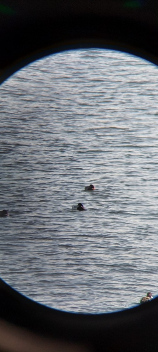 polák vlnkovaný - ML645601897