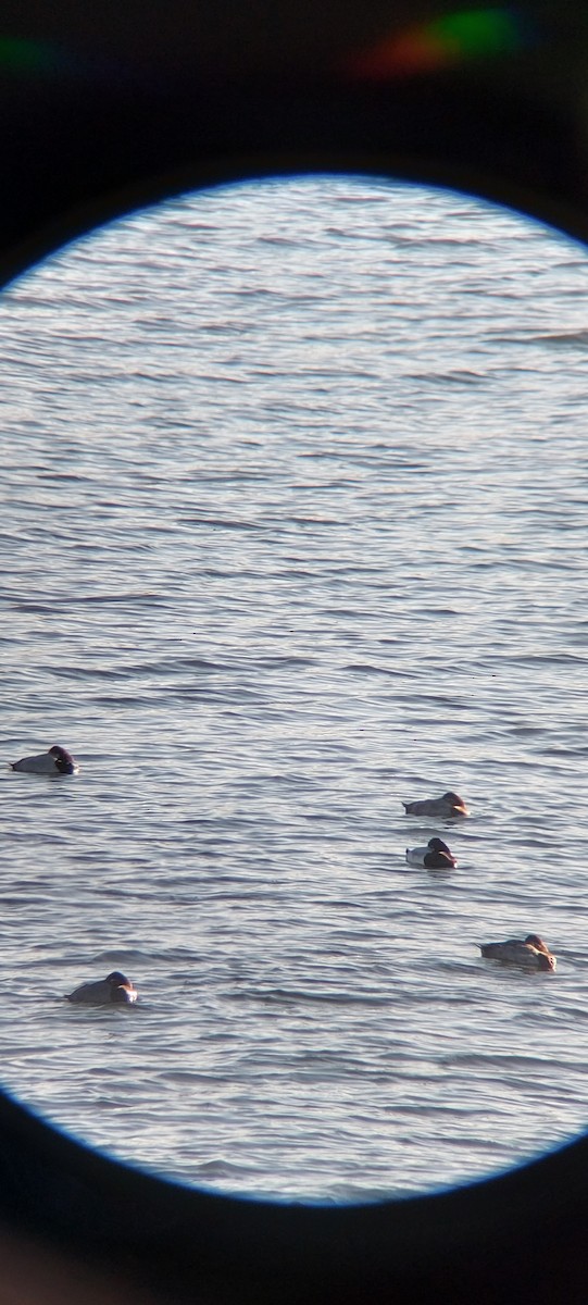 polák vlnkovaný - ML645601898