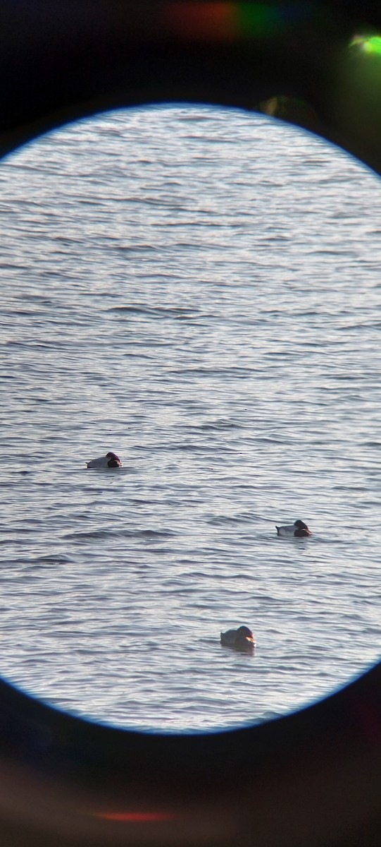 polák vlnkovaný - ML645601899