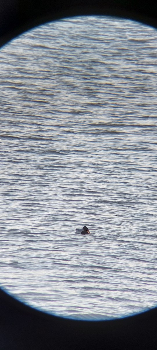 polák vlnkovaný - ML645601900