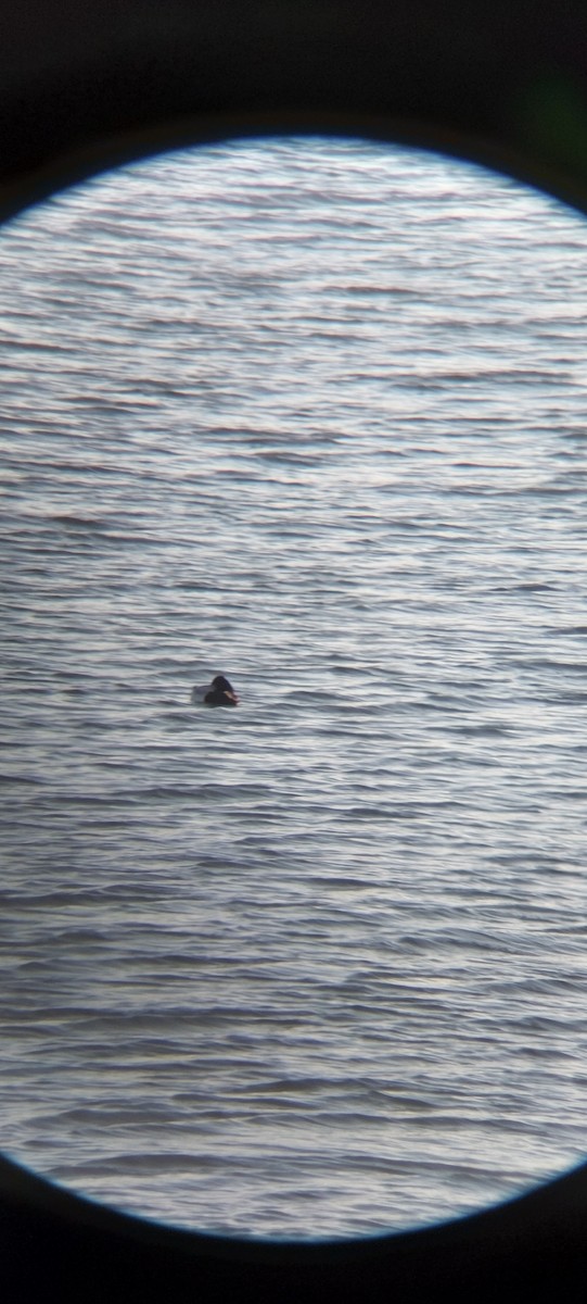 polák vlnkovaný - ML645601901