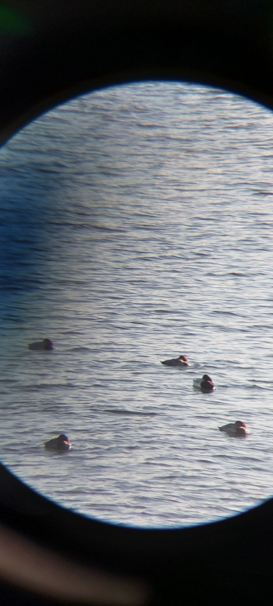 polák vlnkovaný - ML645601902