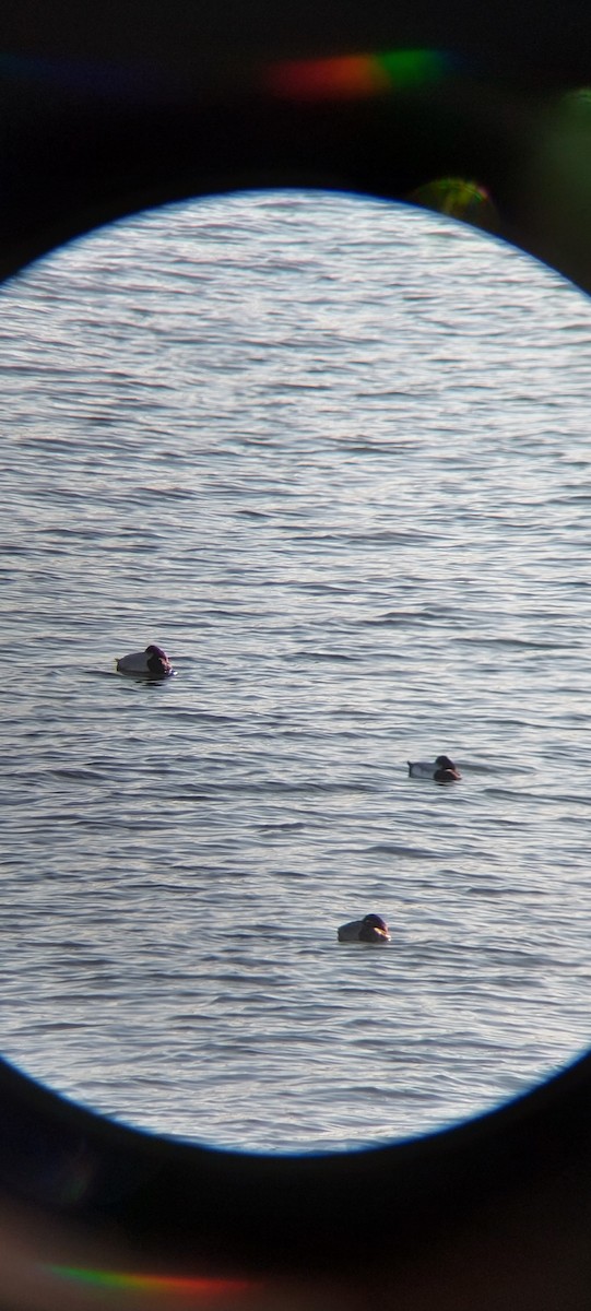 polák vlnkovaný - ML645601904