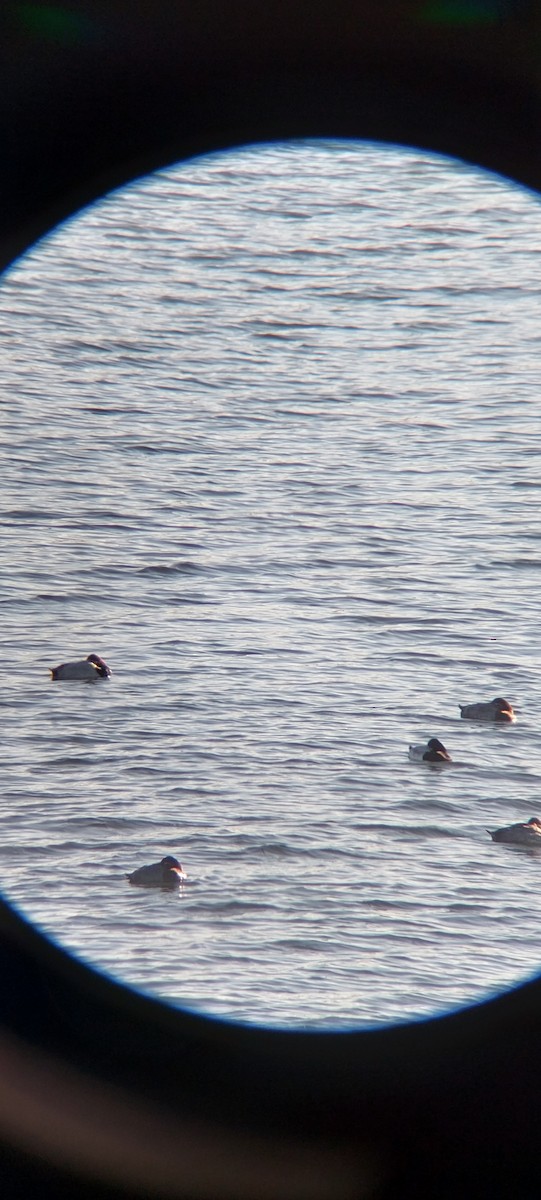 polák vlnkovaný - ML645601906