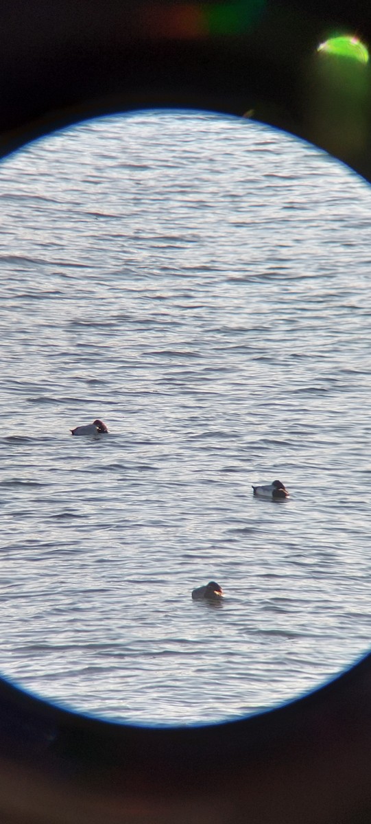 polák vlnkovaný - ML645601907