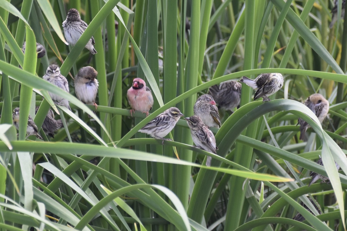 snovač rudozobý - ML645601910