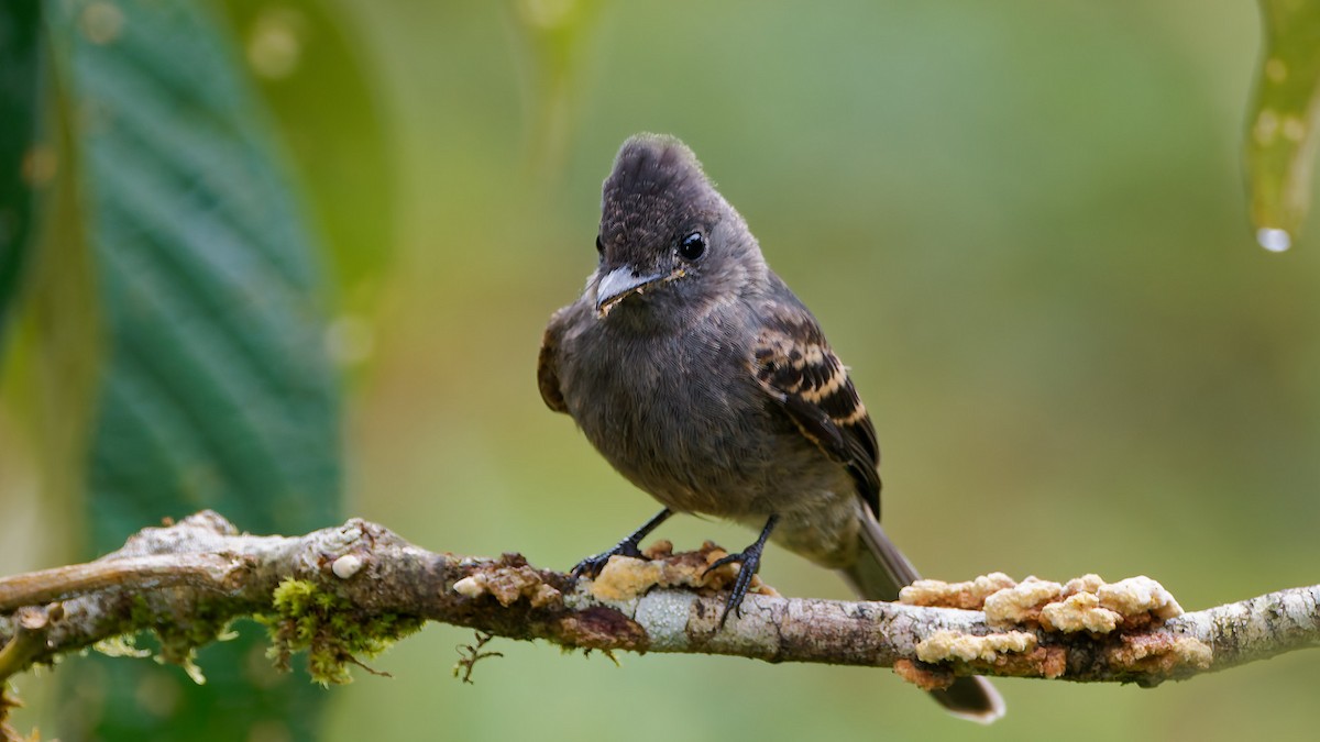 Smoke-colored Pewee - ML645601911