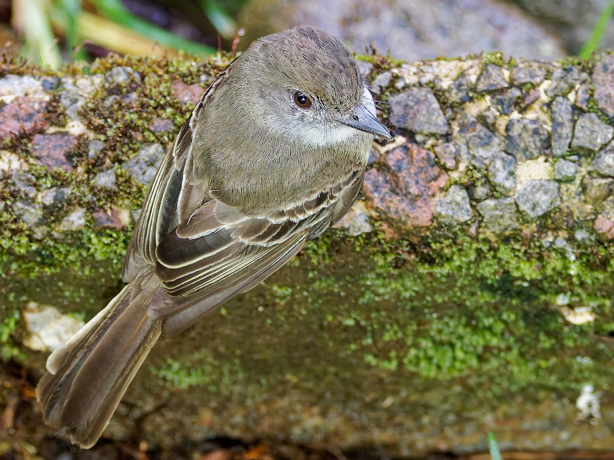 Pale-edged Flycatcher - ML645601914