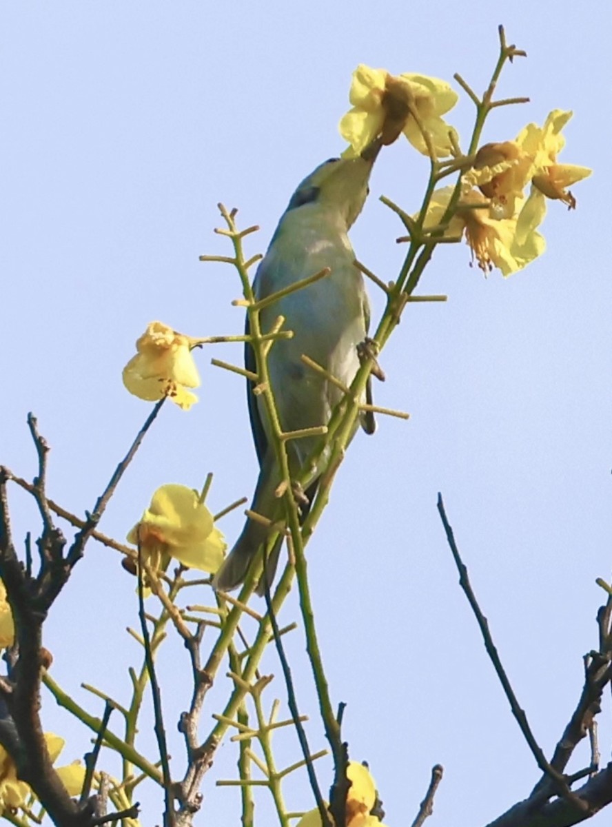 Червоїд світлобровий - ML645601919