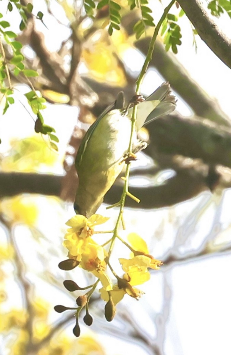 Червоїд світлобровий - ML645601920