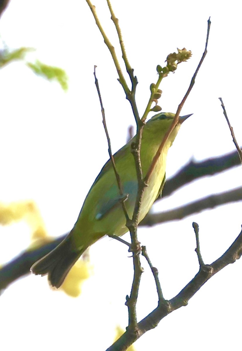 lesňáček olivový - ML645601921