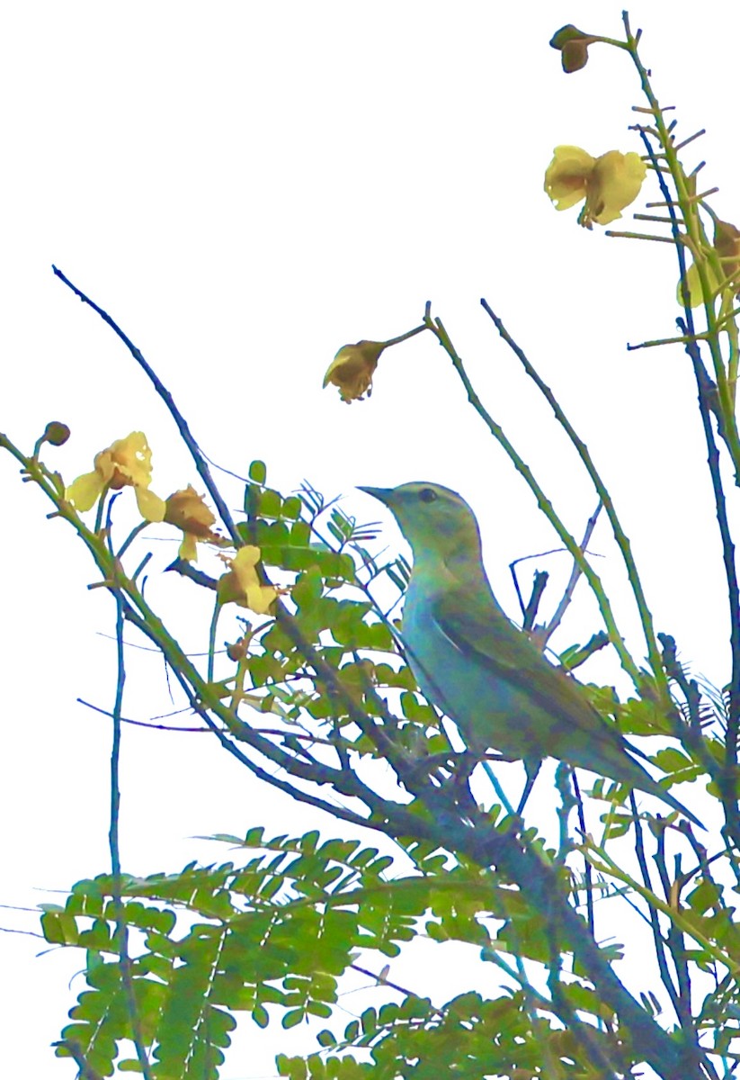 lesňáček olivový - ML645601922