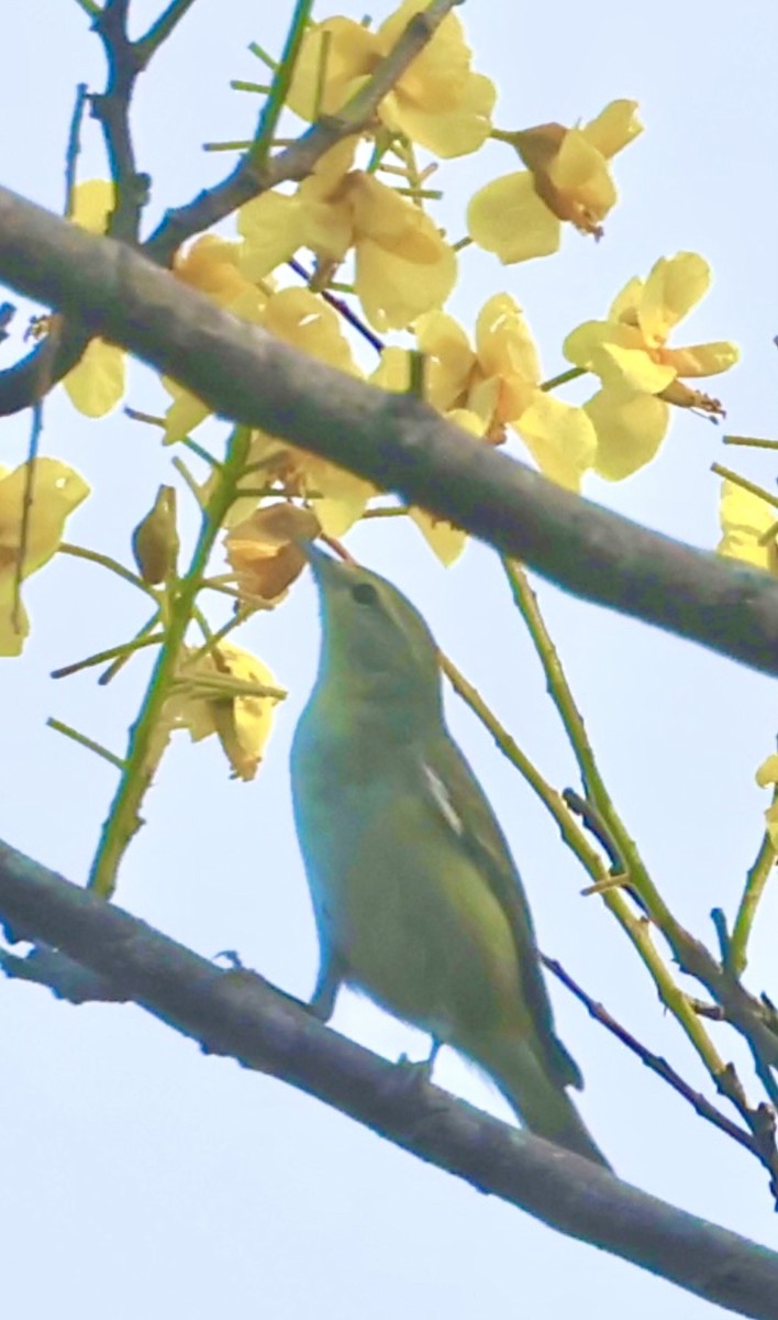 Червоїд світлобровий - ML645601923