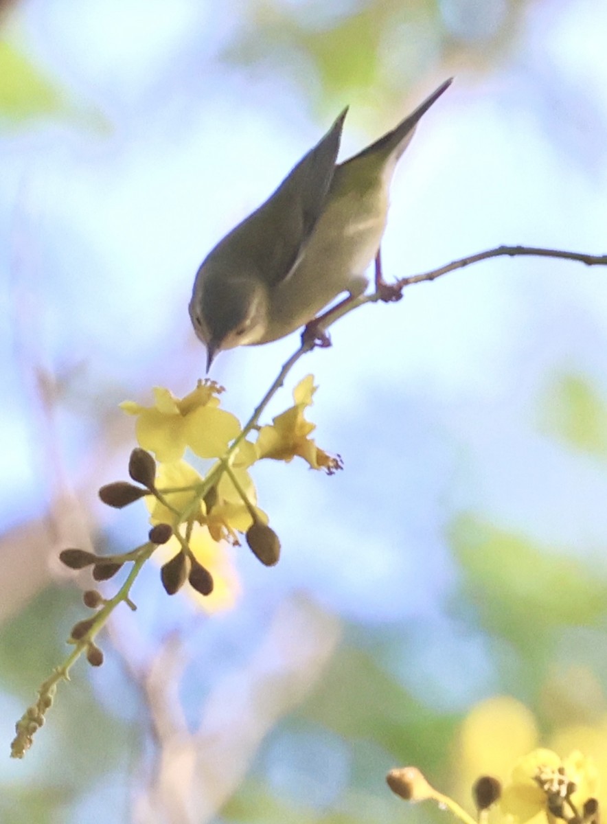 lesňáček olivový - ML645601924