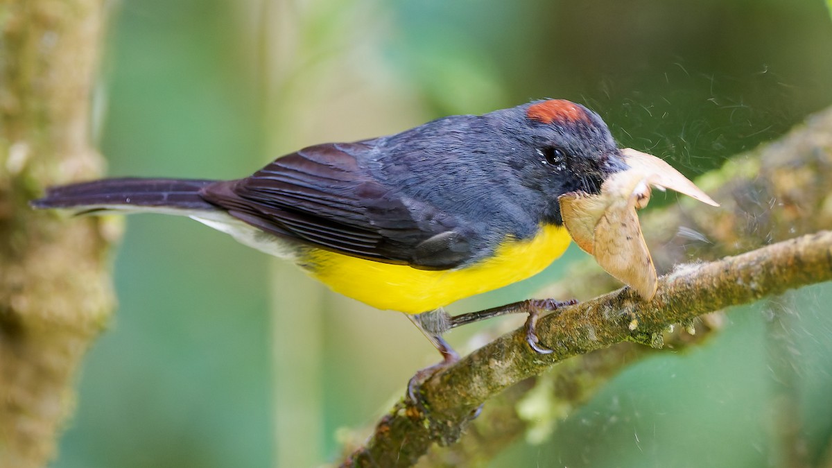 Slate-throated Redstart - ML645601928