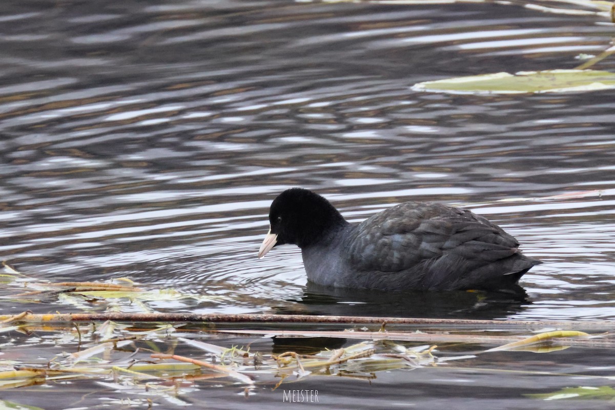 Eurasian Coot - ML645601937
