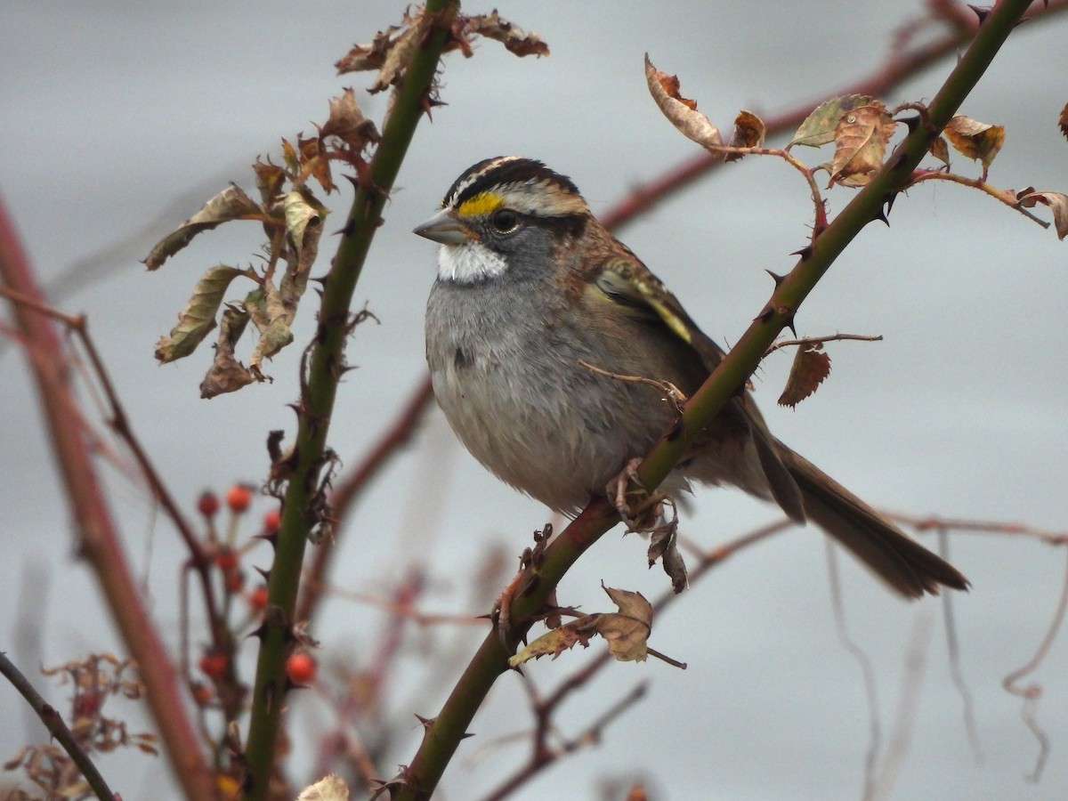 White-throated Sparrow - ML645601940