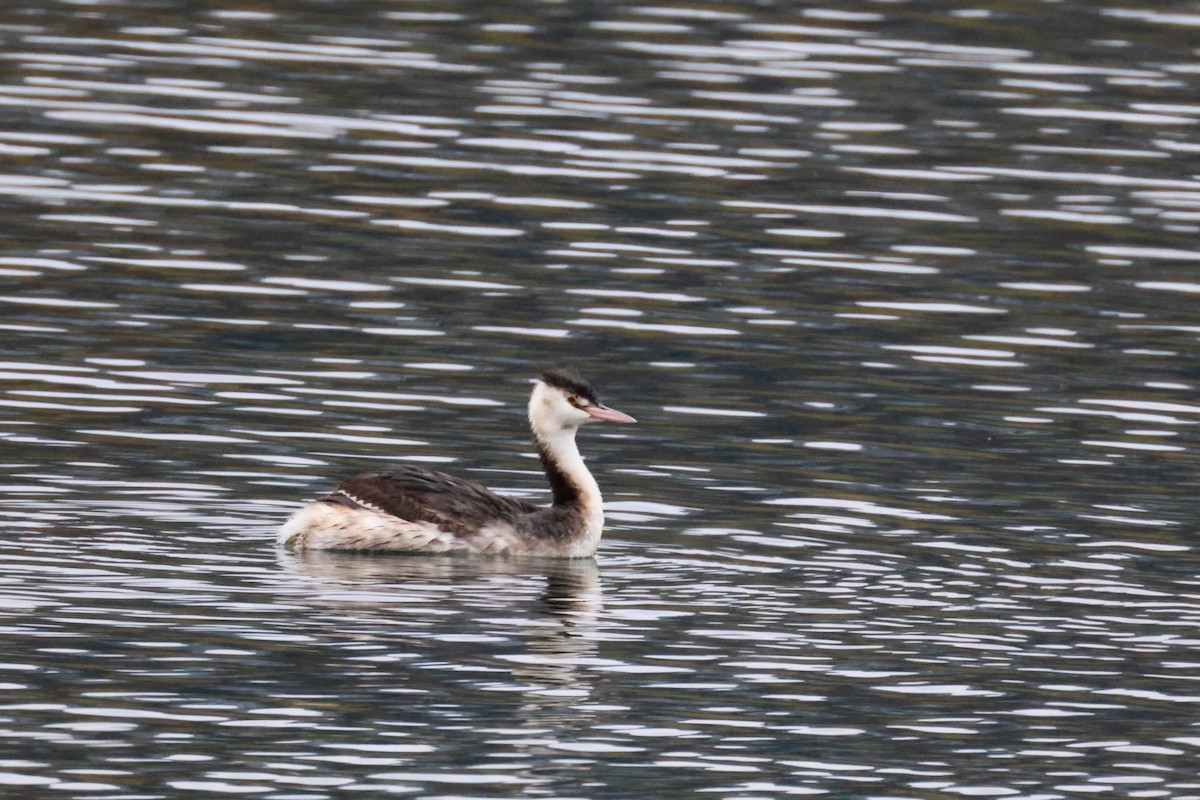 Great Crested Grebe - ML645601942
