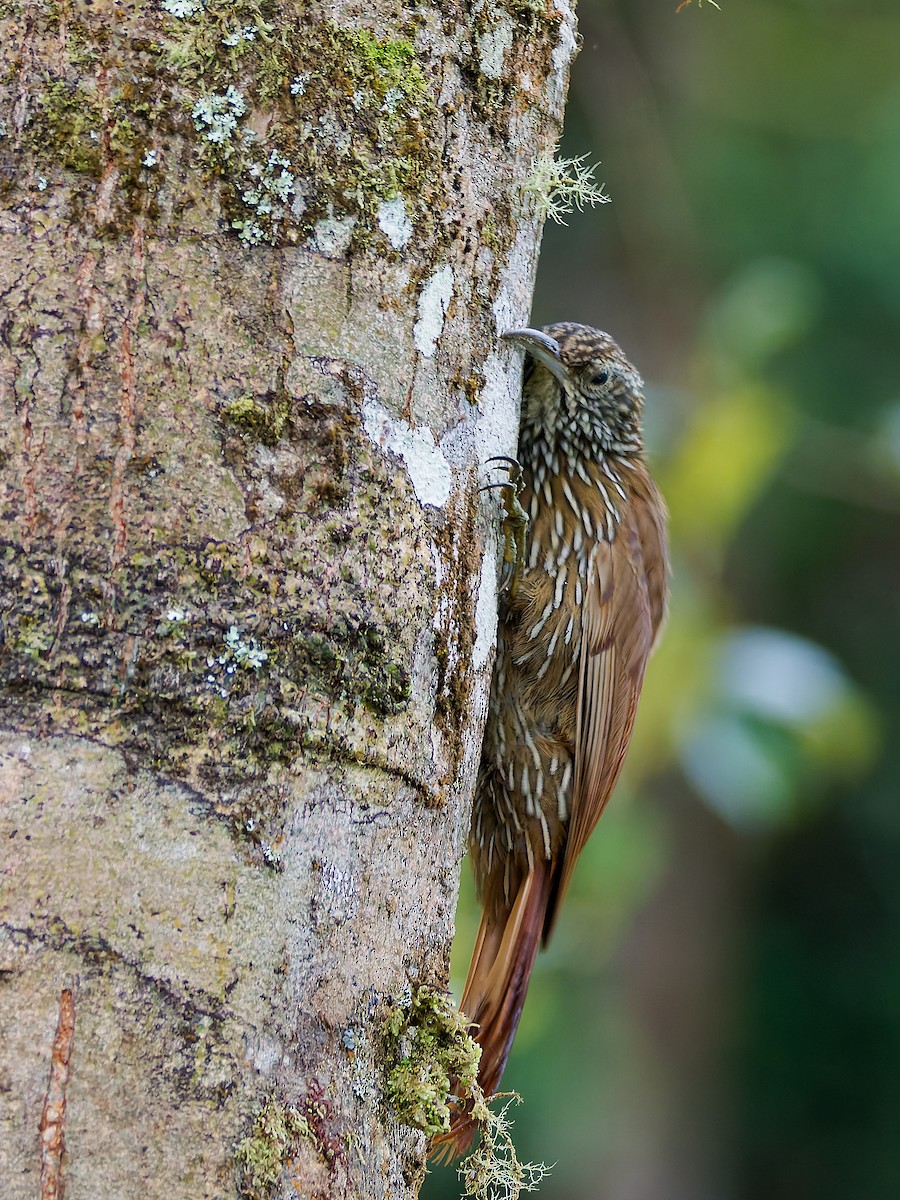 Dağ Tırmaşık - ML645601960