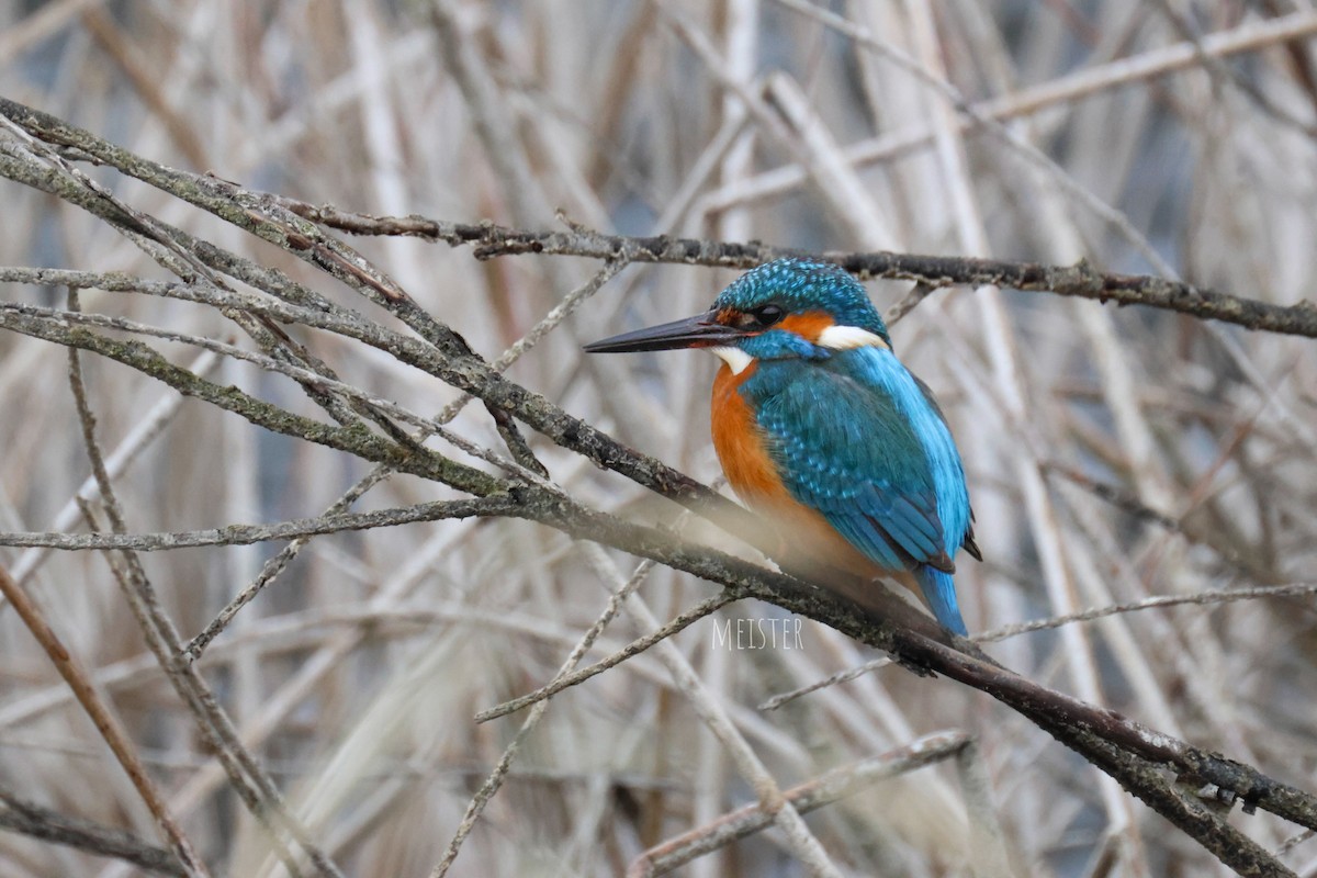 Common Kingfisher - ML645601961