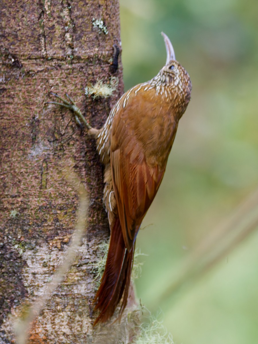 Dağ Tırmaşık - ML645601965