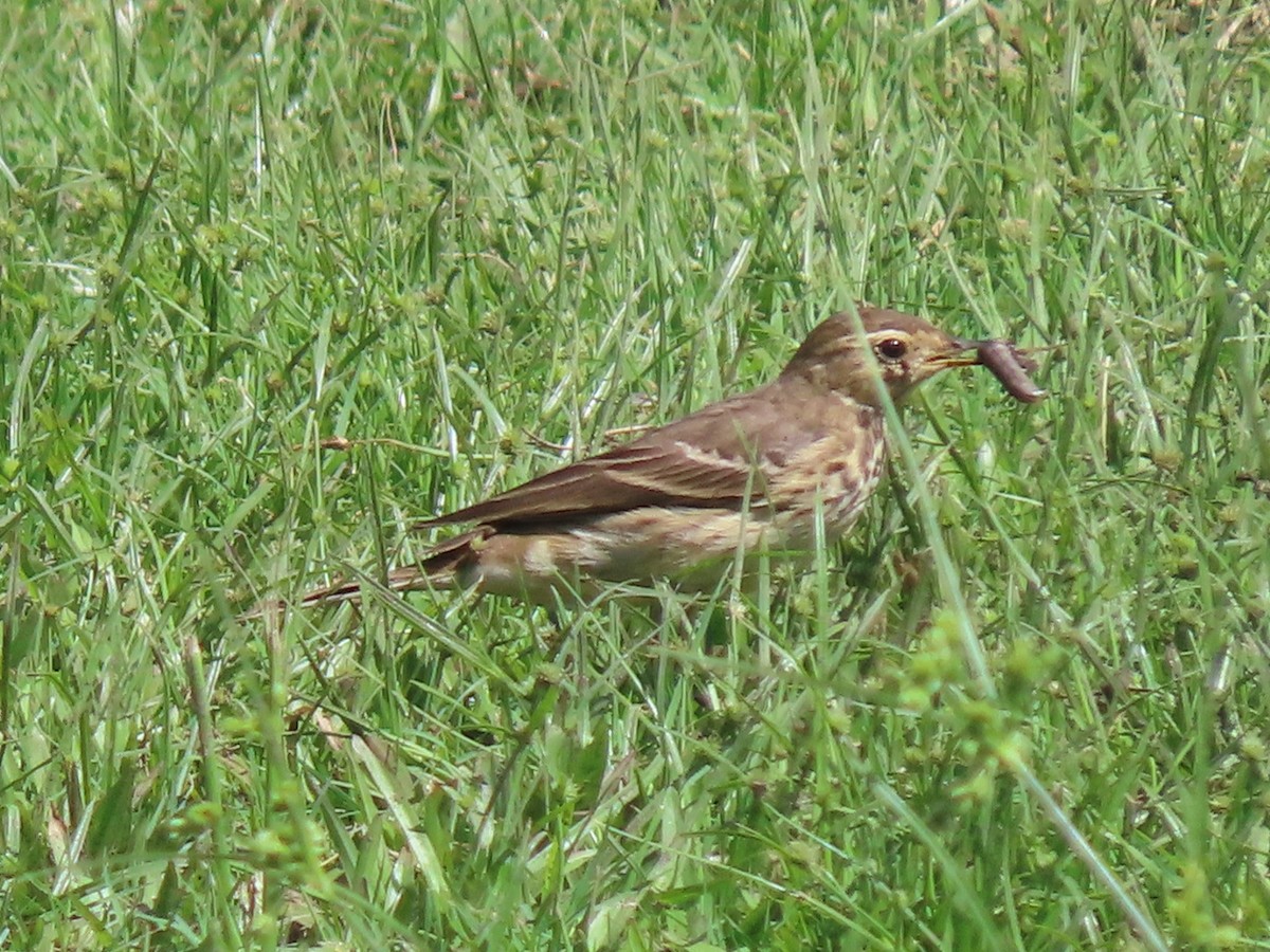 American Pipit - ML645601978