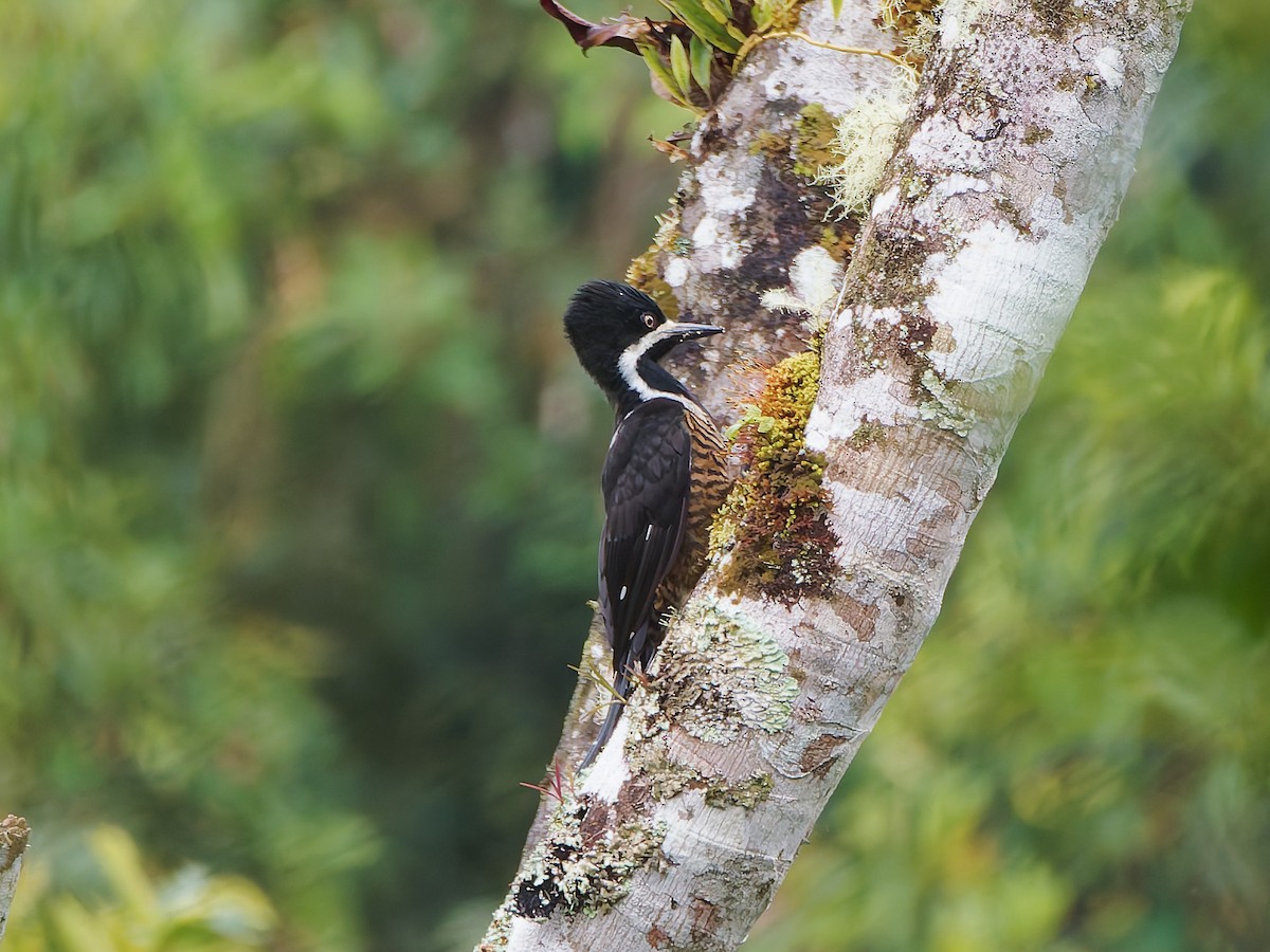 Рыжеполосый дятел - ML645601985