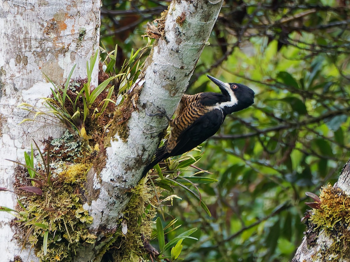 Рыжеполосый дятел - ML645601986