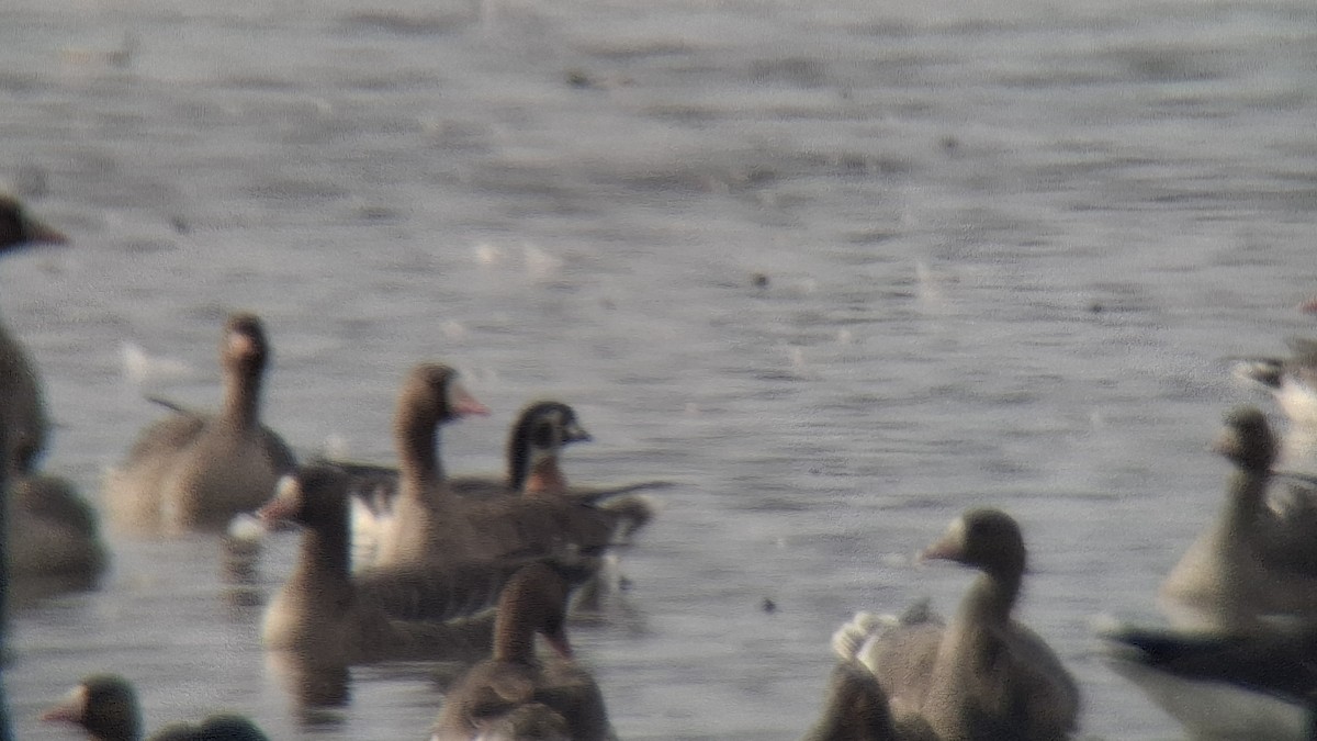 Red-breasted Goose - ML645601988