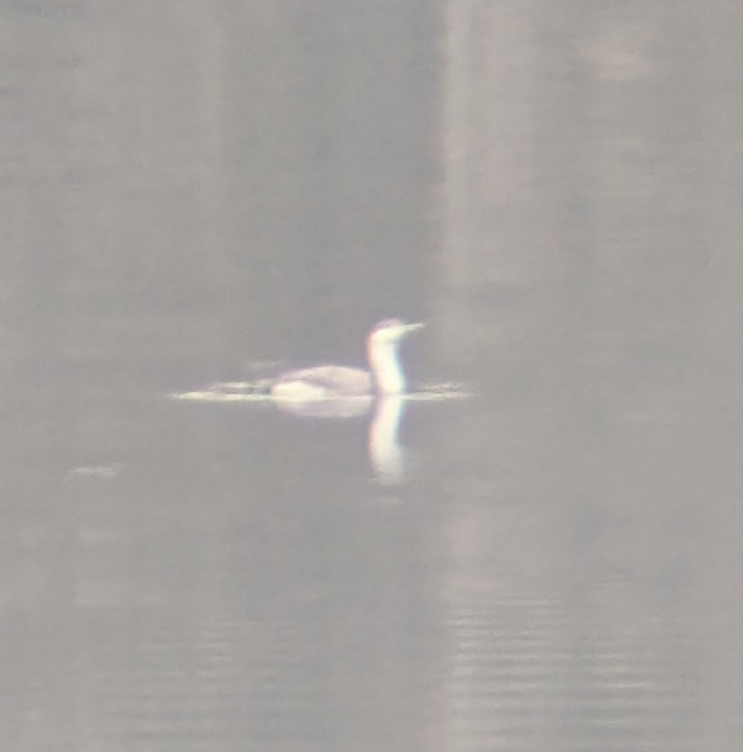 Red-throated Loon - ML645601999