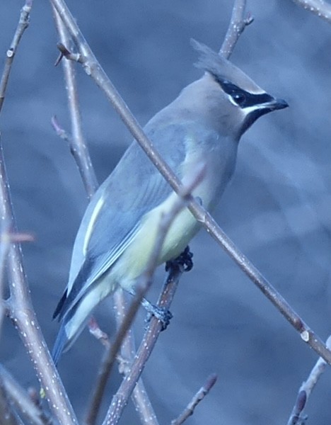 Cedar Waxwing - ML645602001