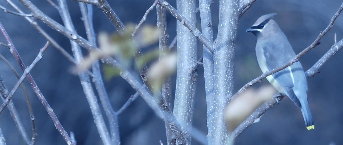 Cedar Waxwing - ML645602002
