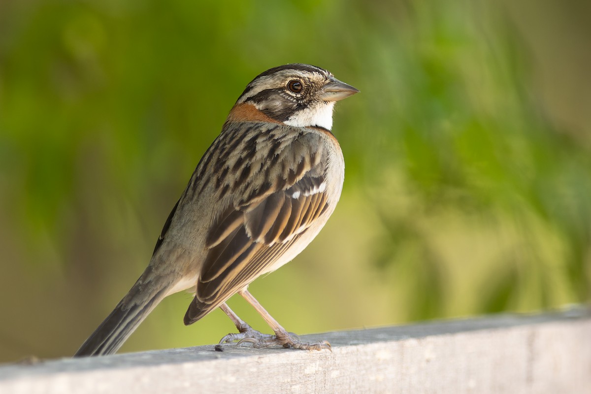 Rufous-collared Sparrow - ML645602008