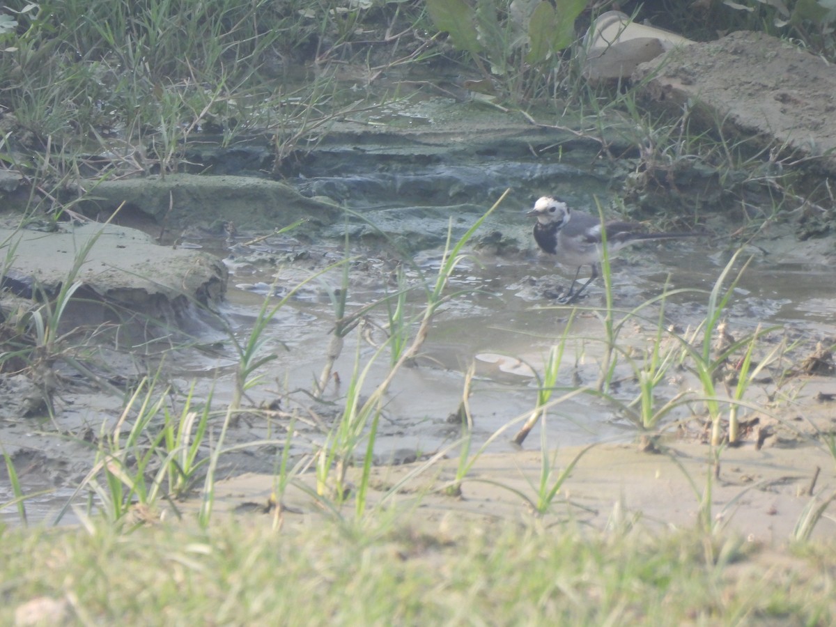 konipas bílý - ML645602013