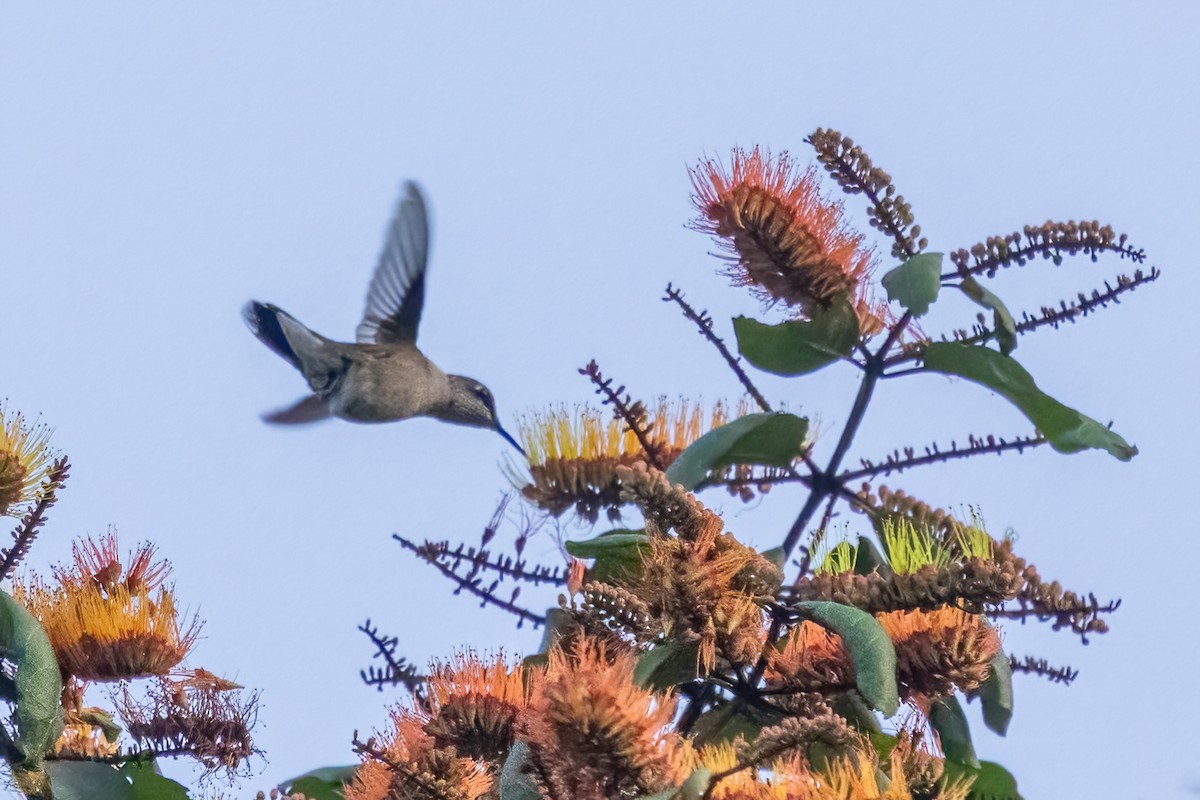 Ruby-throated Hummingbird - ML645602015