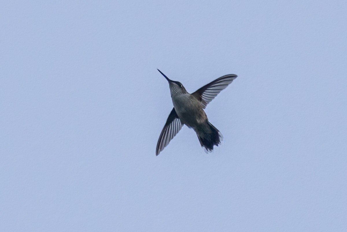 Ruby-throated Hummingbird - ML645602019